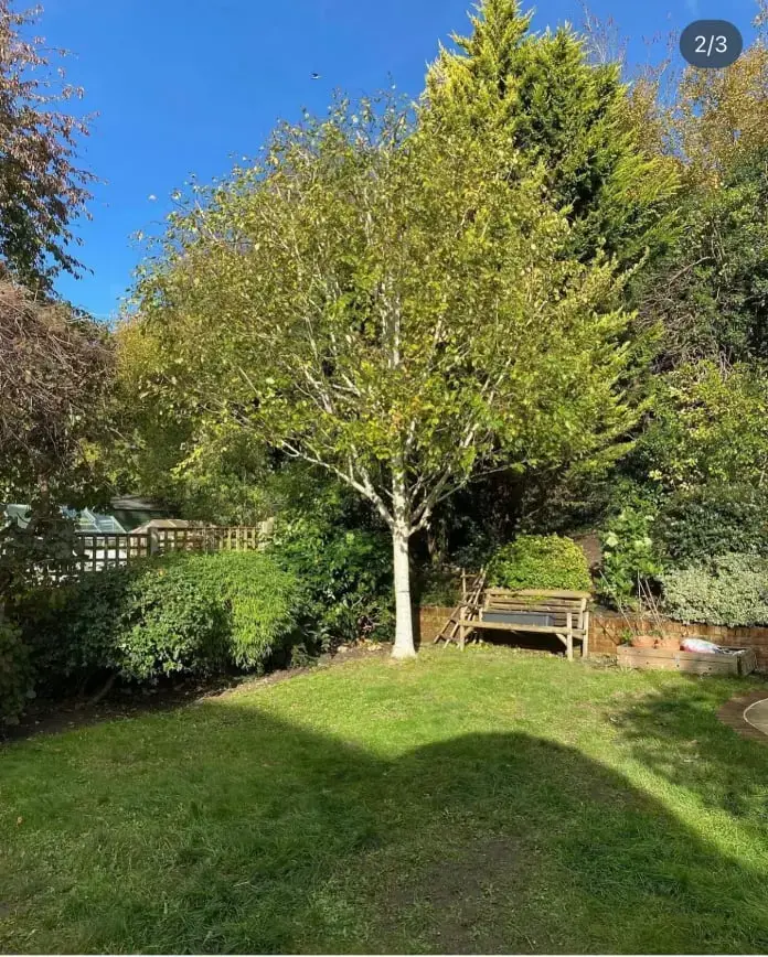Crown reduction across Surrey, Kent & South London - Faggs Forestry tree crown reduction service
