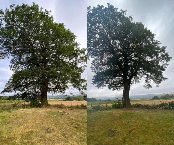 Crown lifting across Surrey, Kent & South London - Faggs Forestry crown lifting before and after