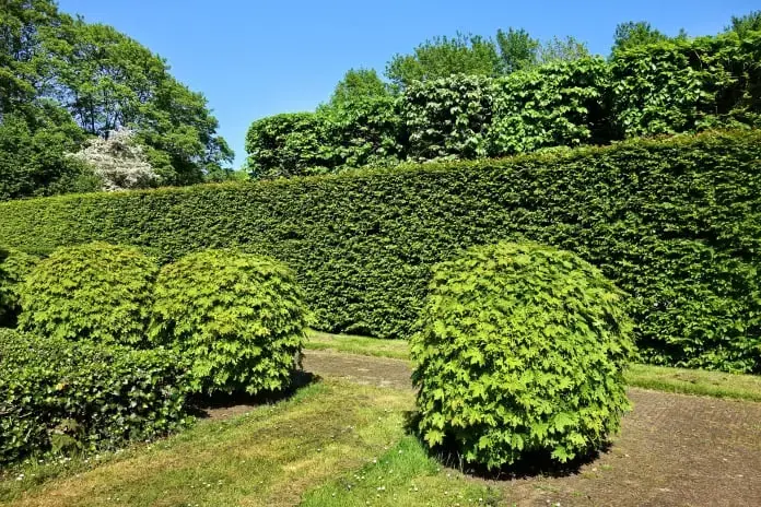 When to prune trees in Surrey