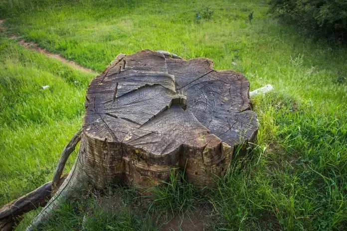 Tree Preservation Orders Surrey guide