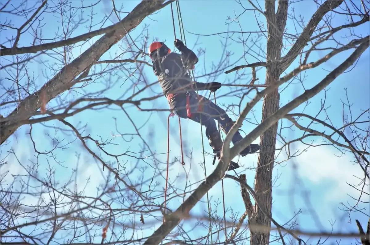 Faggs Forestry tree surgeon climbing tree Surrey Kent South London