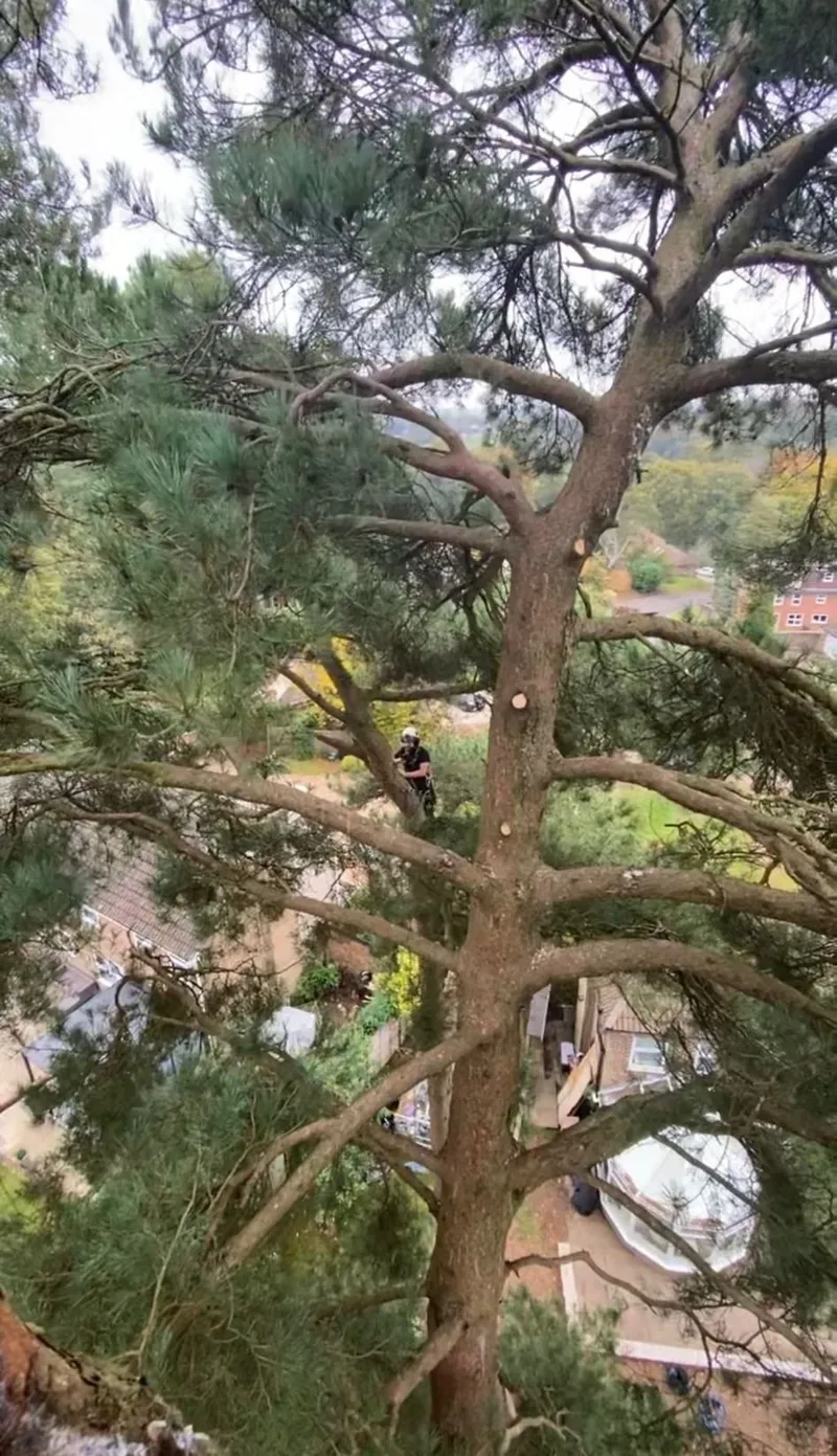 Crown thinning across Surrey, Kent & South London - Faggs Forestry tree thinning service