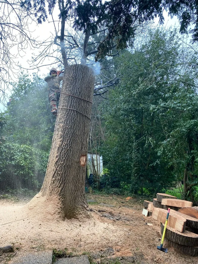 Tree removal and felling across Surrey, Kent & South London - Faggs Forestry arborist felling large tree