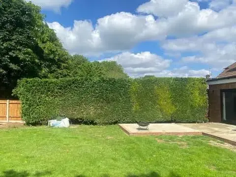 Hedge Cutting
