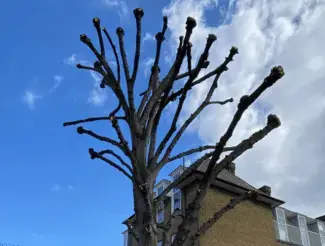 Tree pollarding across Surrey, Kent & South London - Faggs Forestry pollarding service