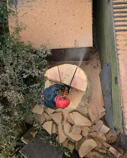 Stump Removal