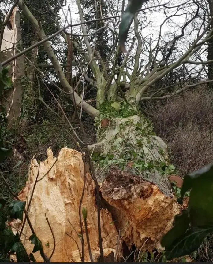 Signs your tree needs a tree surgeon