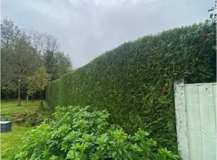Hedge cutting across Surrey, Kent & South London - Faggs Forestry professional hedge trimming service