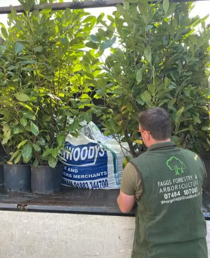 Tree planting across Surrey, Kent & South London - Faggs Forestry tree planting service